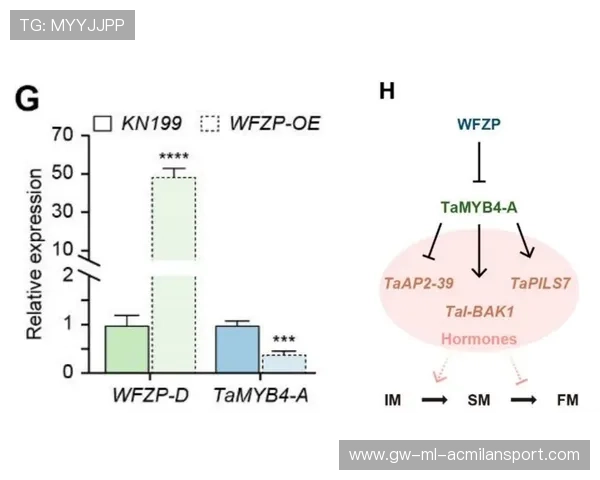 拉塞尔探索多个空气动力学方案
